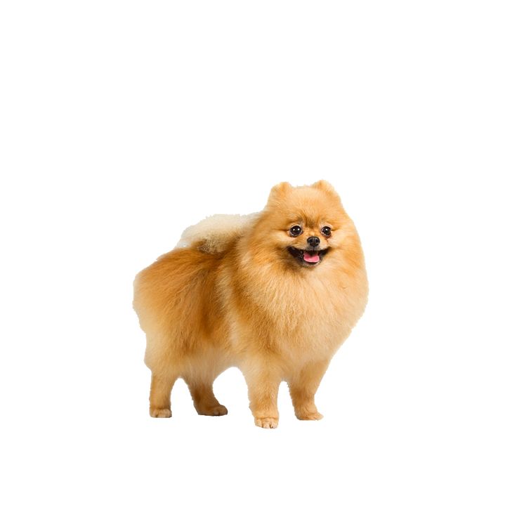 pomeranian