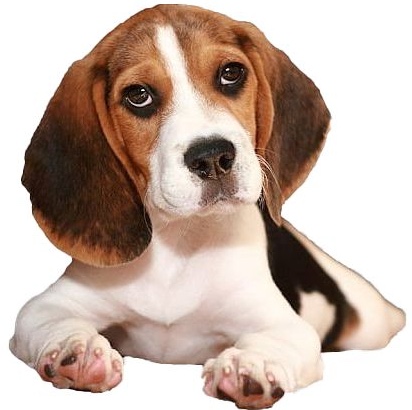 beagle