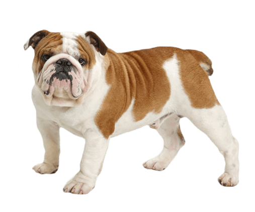 english-bulldog