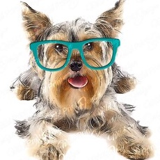 yorkshire-terrier