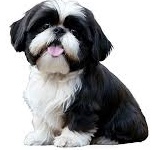 shih-tzi