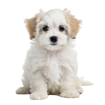 maltese