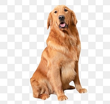 golden-retriever