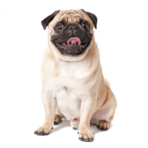 pug